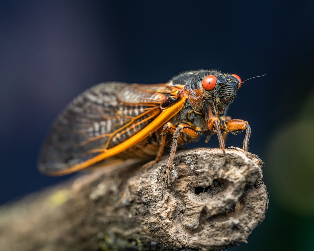 Photo Insect protein